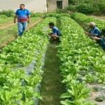 Geliat Ketahanan Pangan di Lapas: Panen Sayur hingga Produksi VCO di Awal 2026